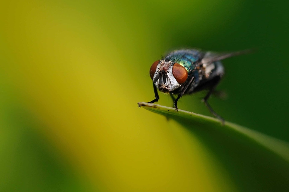 Animal arthropod bug