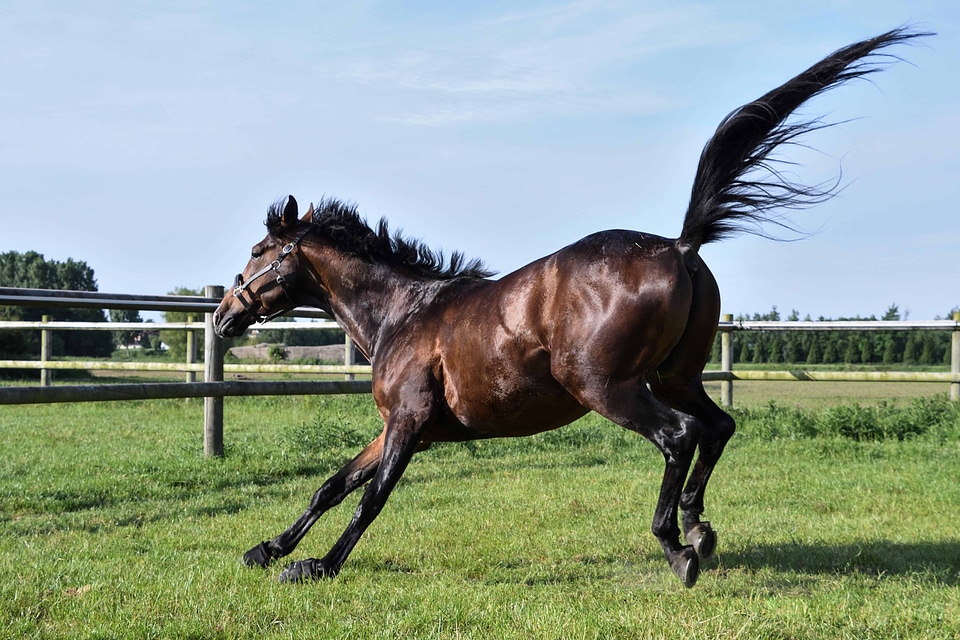 Animal cavalry equine