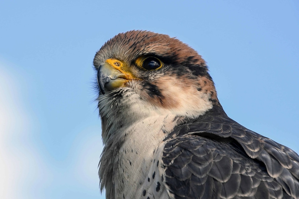 Animal avian beak photo