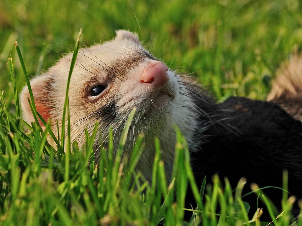Animal beautiful photo cute