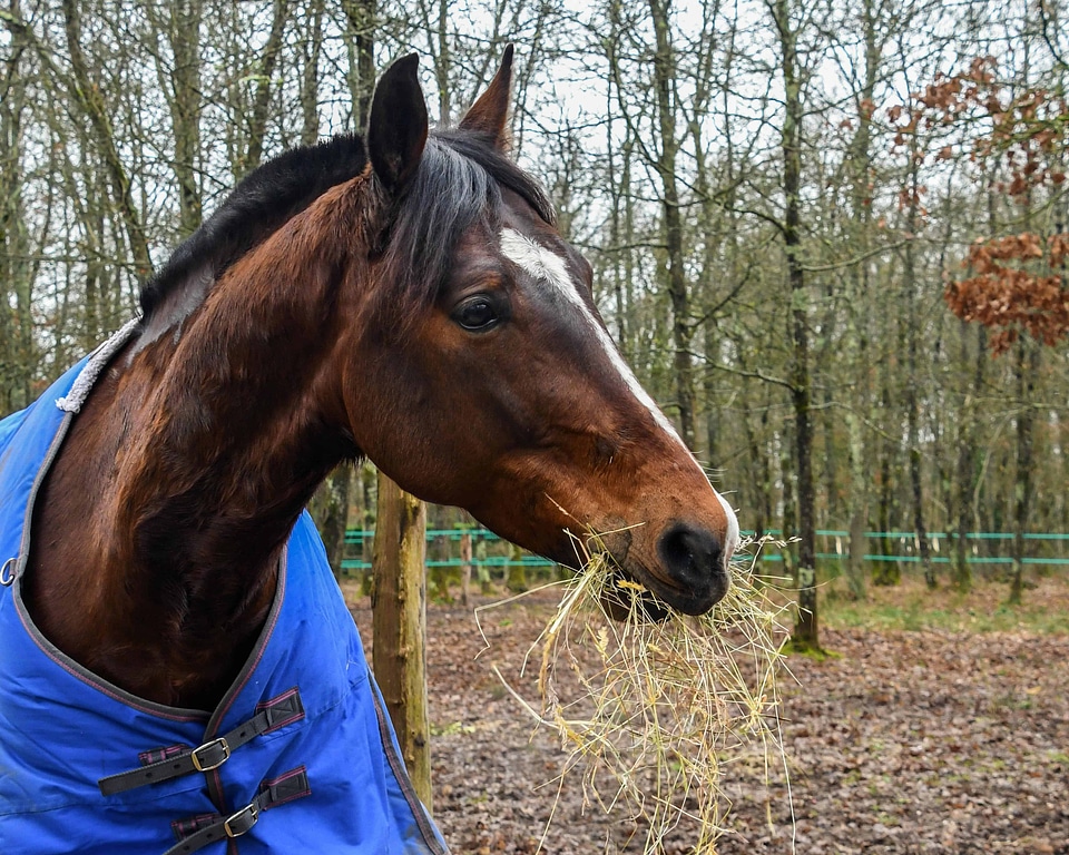 Animal cavalry fauna