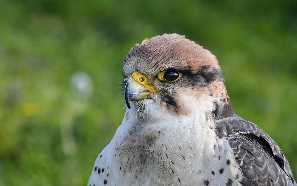 Animal avian beak photo