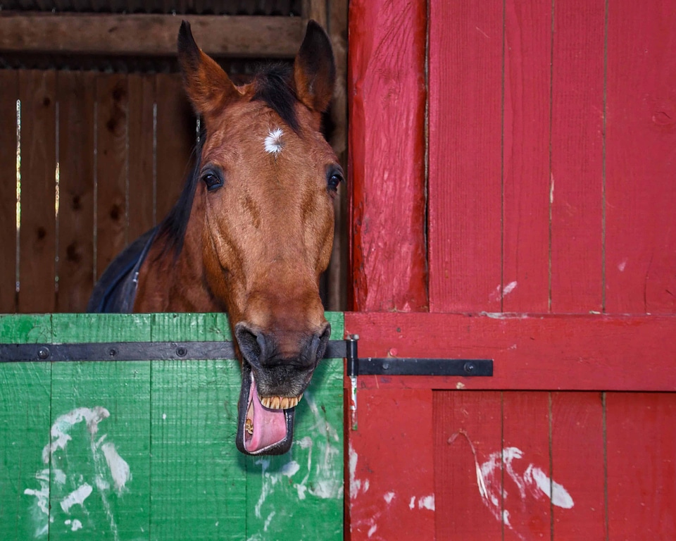 Animal barn brown photo