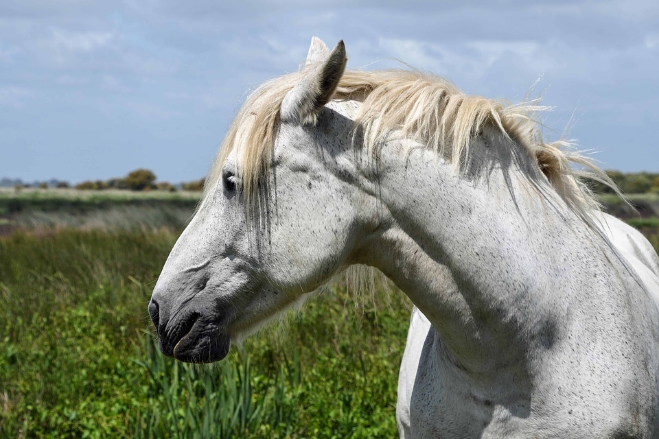 Animal beautiful photo cavalry