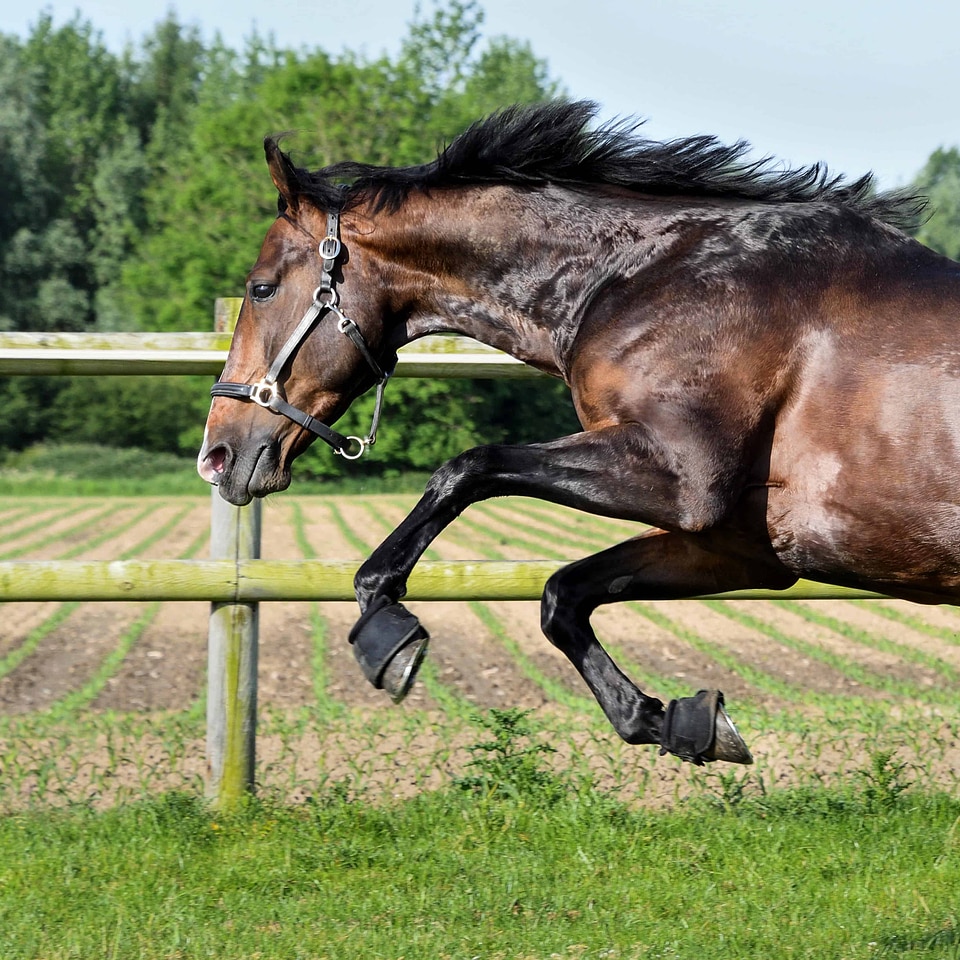 Animal cavalry fauna