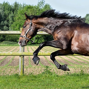Animal cavalry fauna