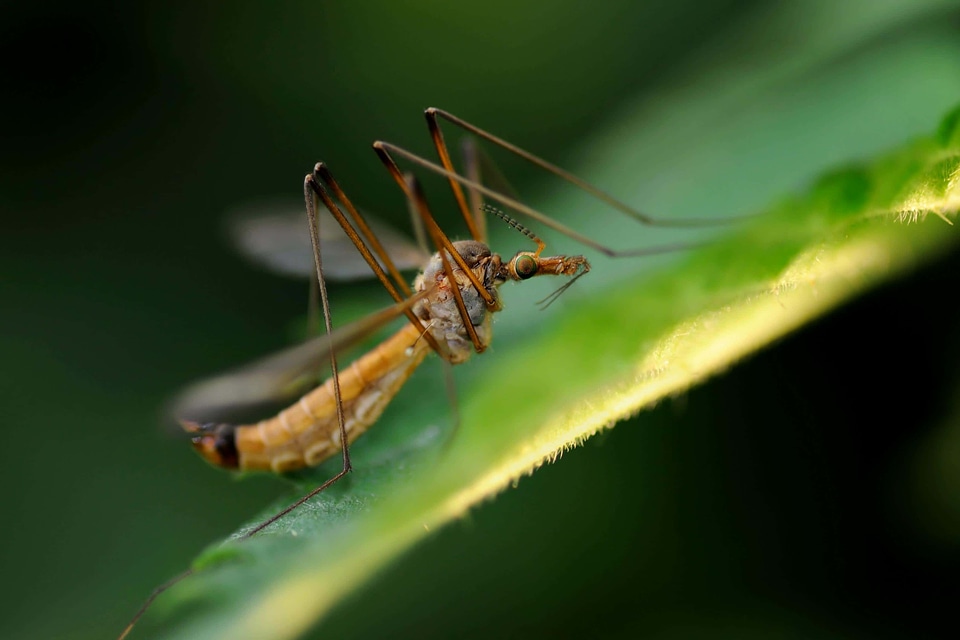 Animal arthropod bug