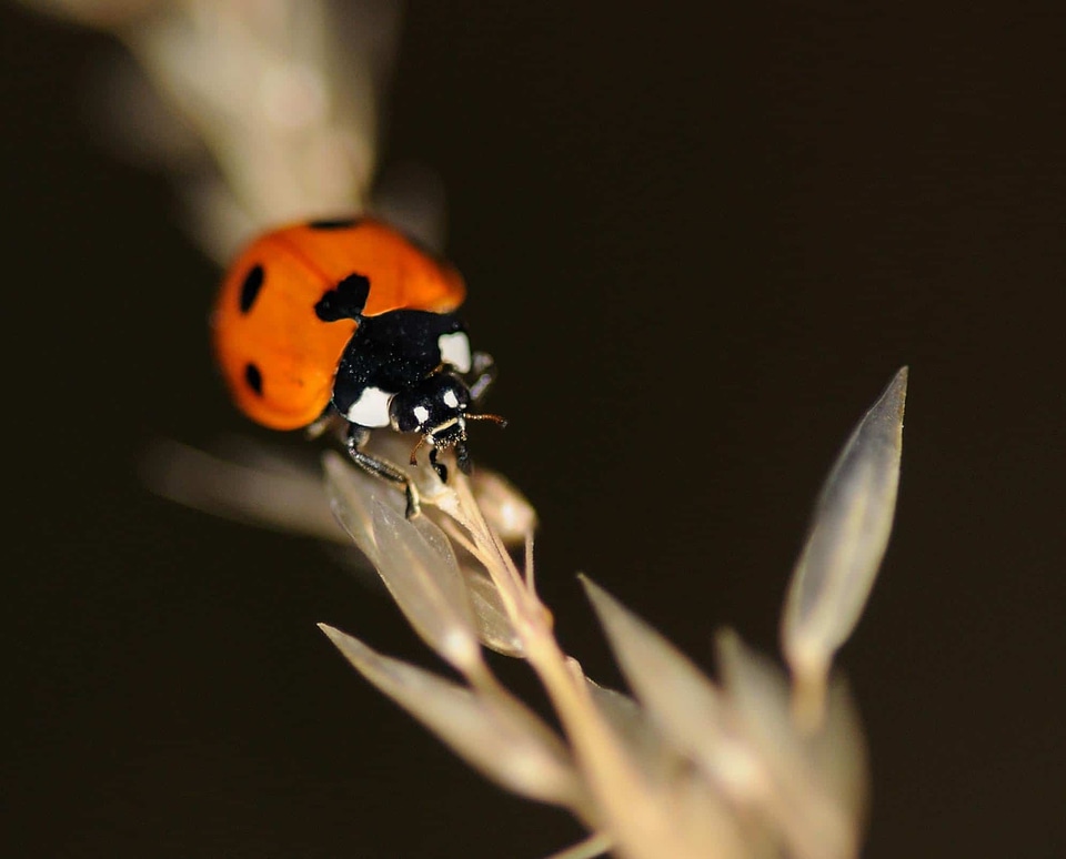 Animal arthropod beetle
