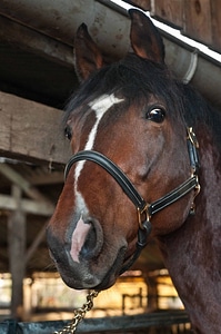 Animal barn cavalry