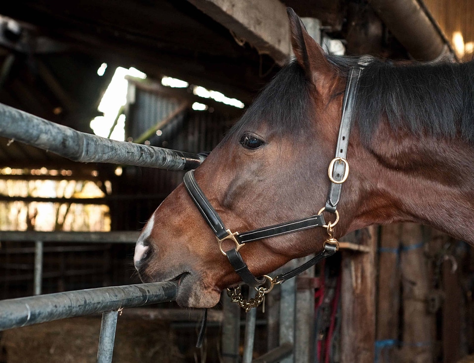 Barn brown cavalry