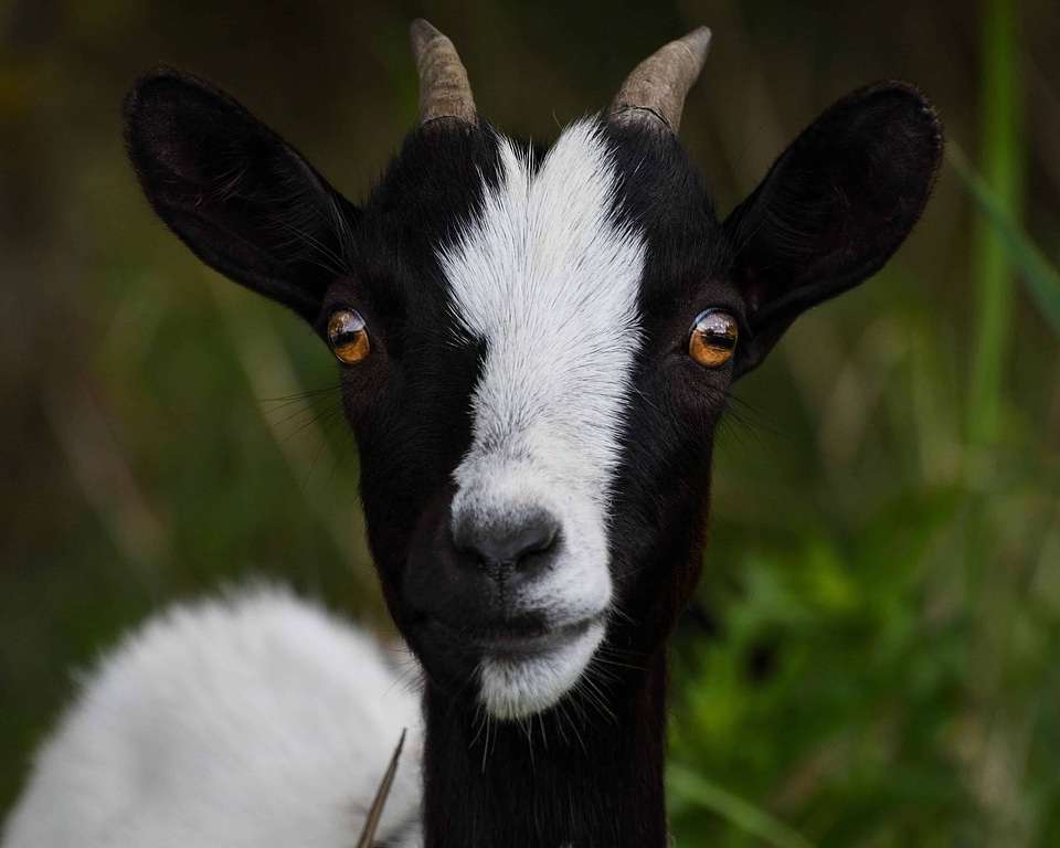 Animal beautiful photo cute