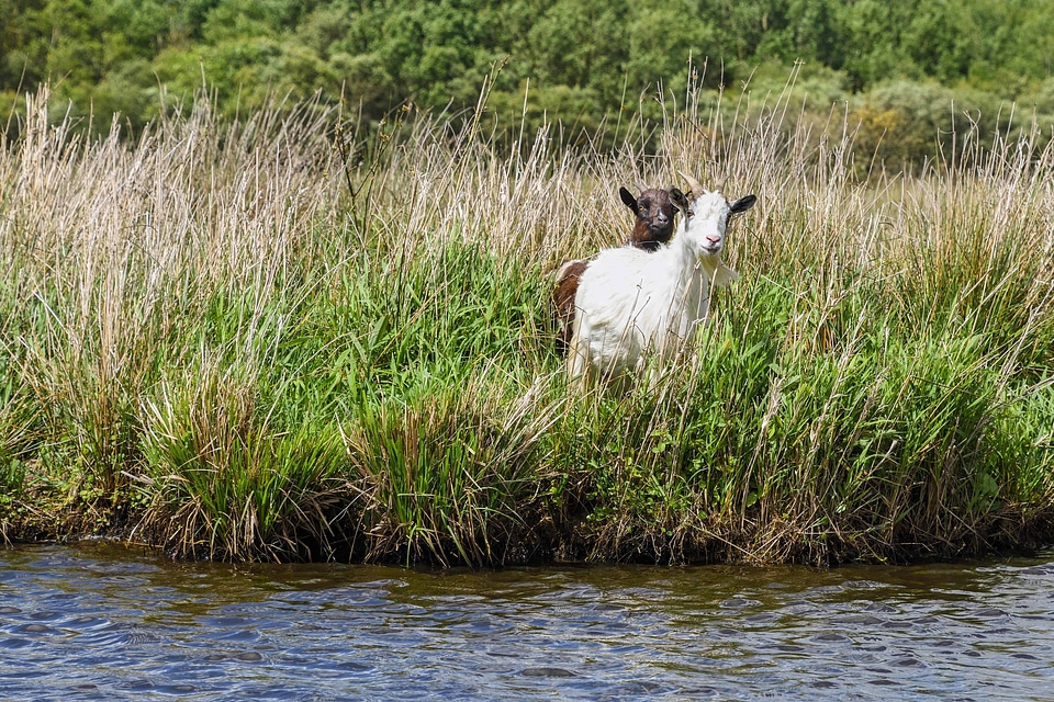 Flora foliage goat