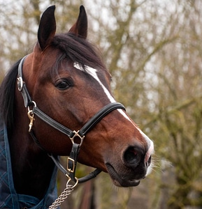 Animal cavalry fauna