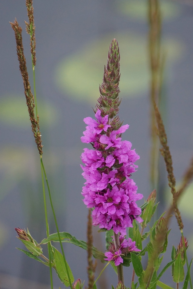 Lythrum salicaria the base of purple loosestrife inflorescence