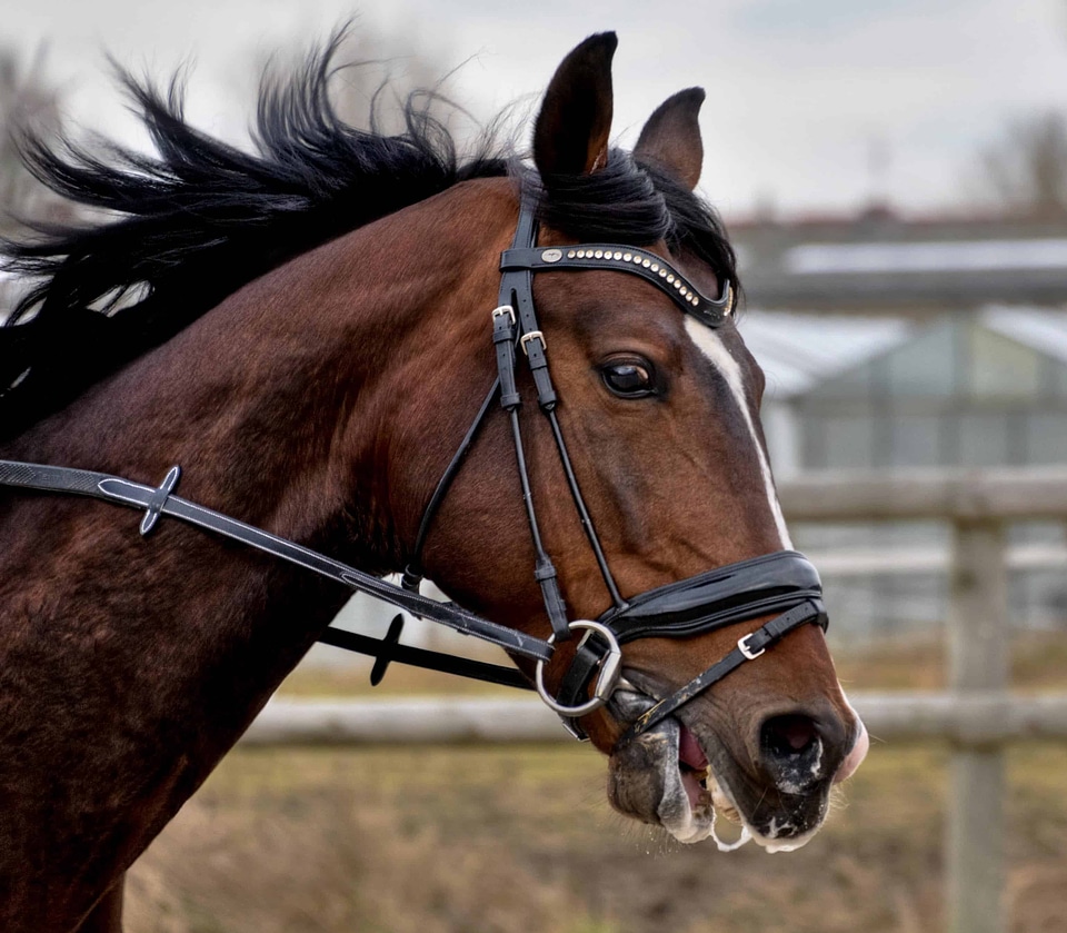Animal cavalry fauna