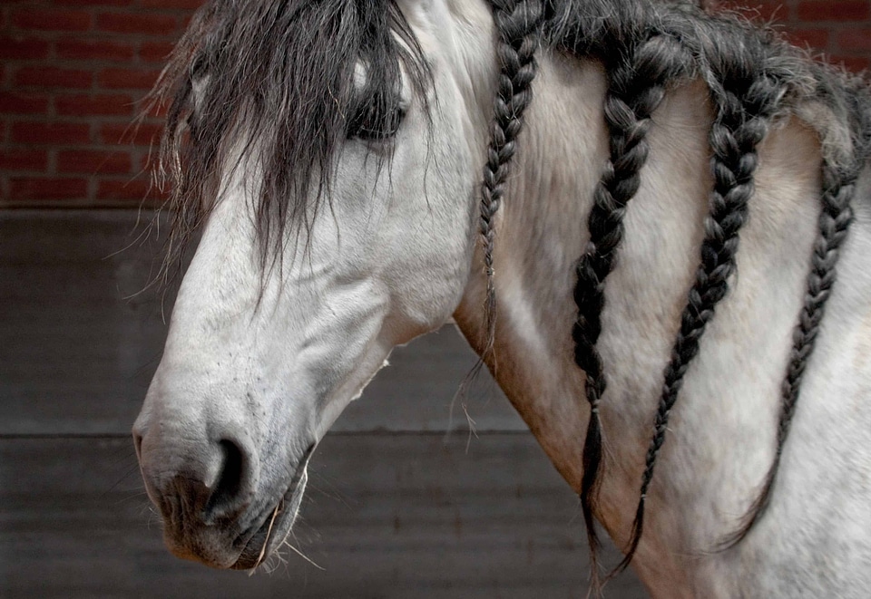 Animal beautiful photo eye