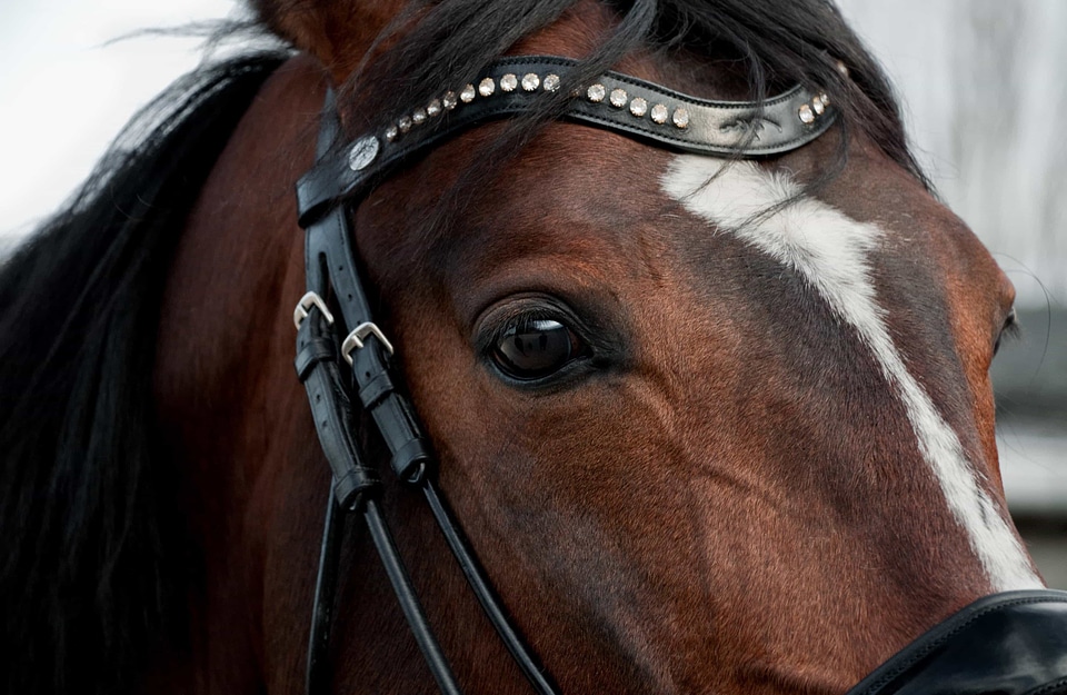 Animal beautiful photo eye