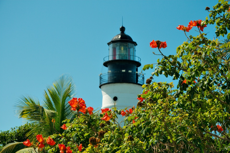 Nature key west tropics