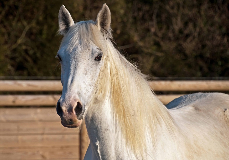 Animal beautiful photo cavalry