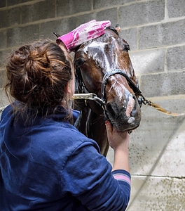 Bathing horse hygiene photo