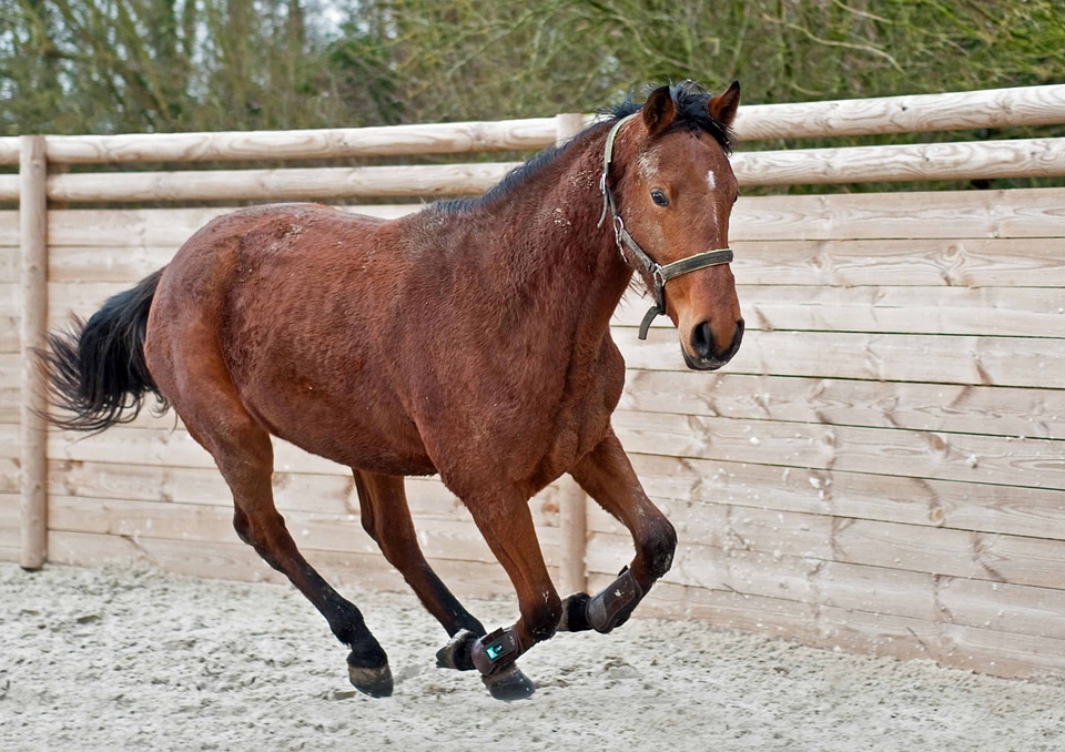 Animal beautiful photo brown