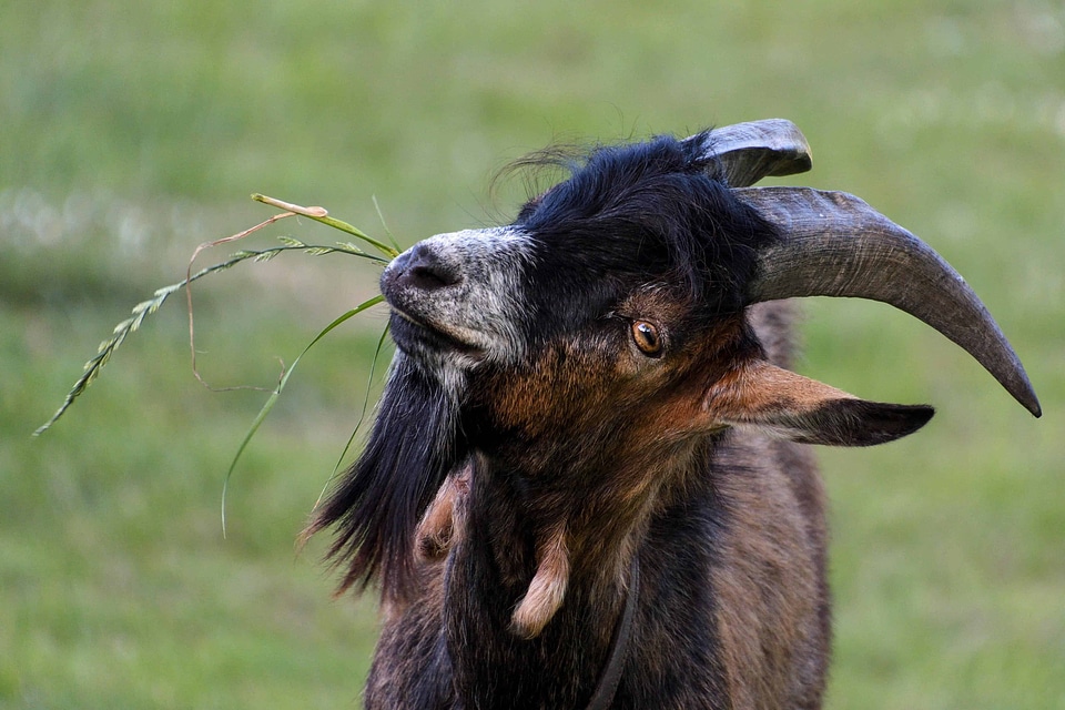Animal beautiful photo fauna