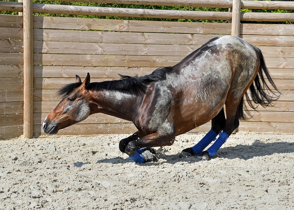 Animal cavalry fauna