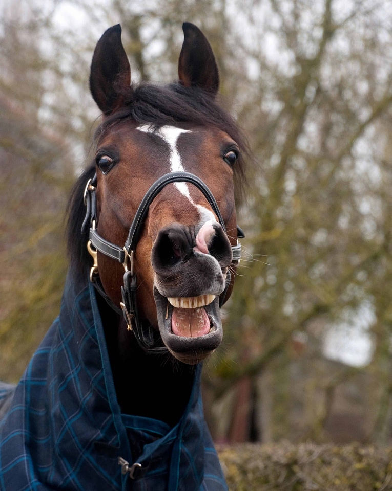 Animal brown cavalry