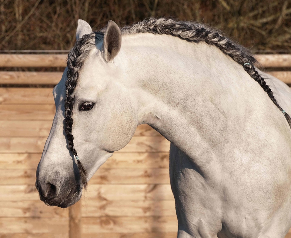 Animal cavalry fauna