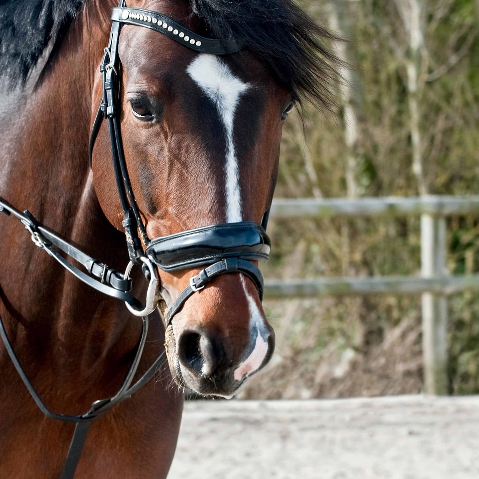Animal brown cavalry