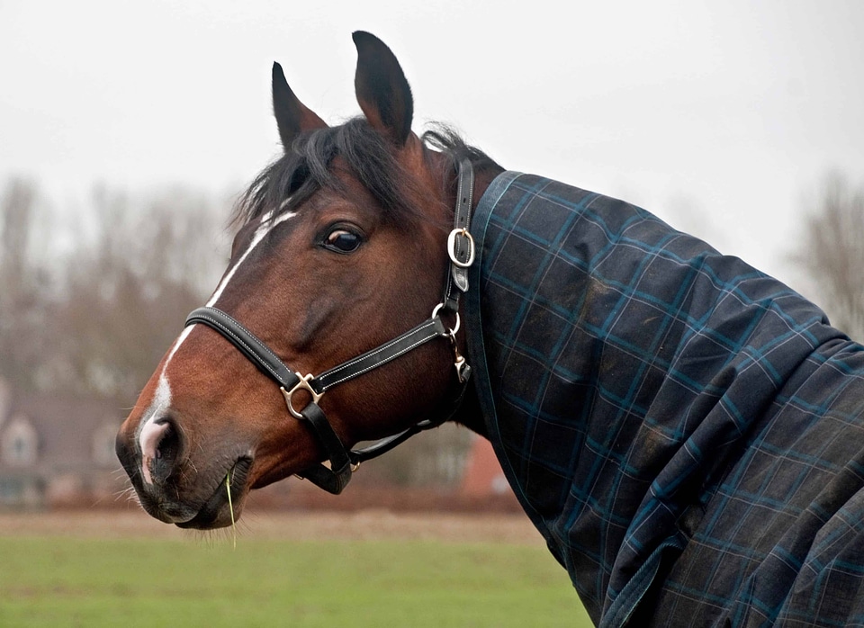 Beautiful Photo brown cavalry