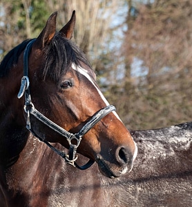 Animal cavalry fauna