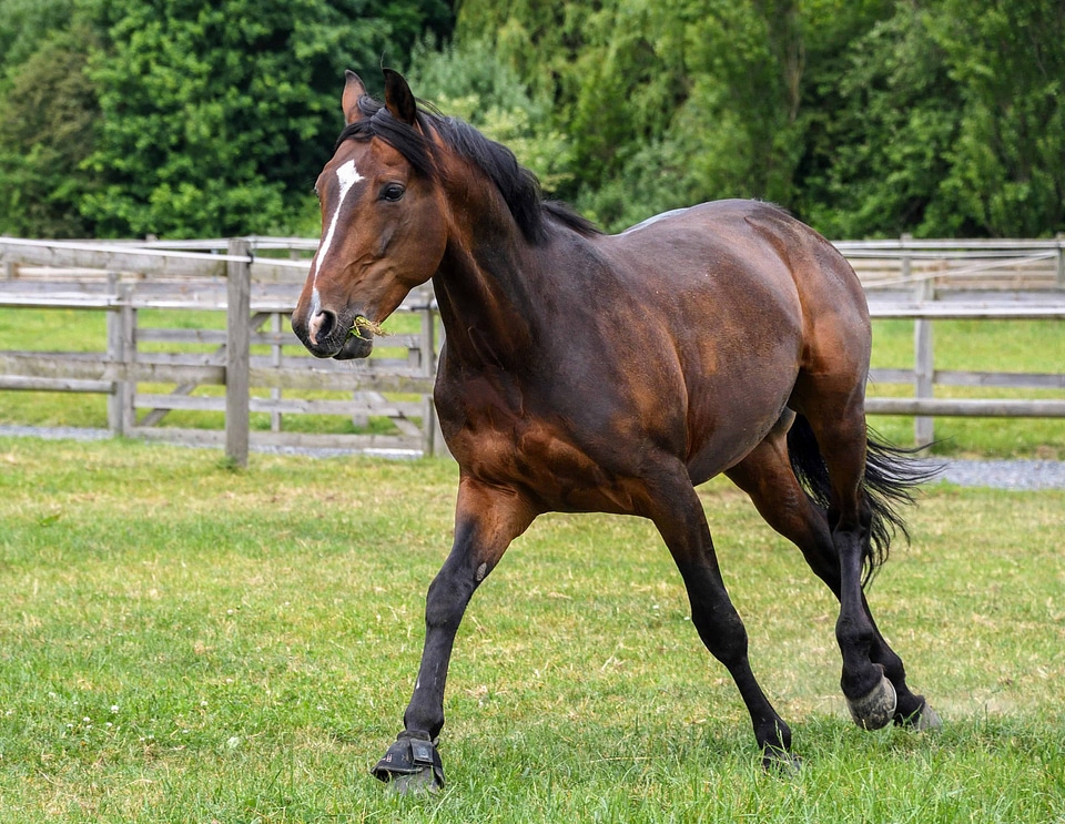 Beautiful Photo cavalry equine