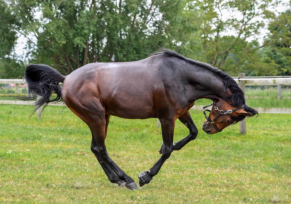 Cavalry equine flora