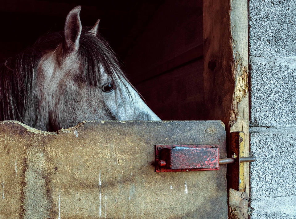 Animal barn cavalry