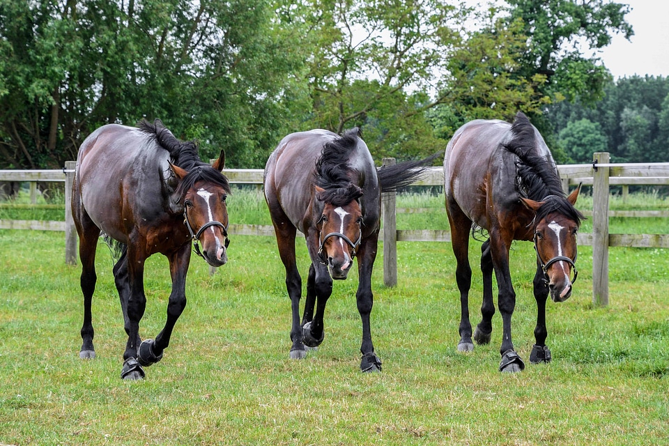 Beautiful Photo cavalry flora