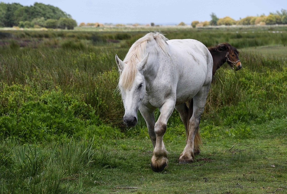 Agriculture animal cavalry