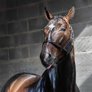 Cavalry equine head photo