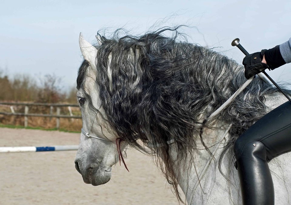 Cloud hair horse