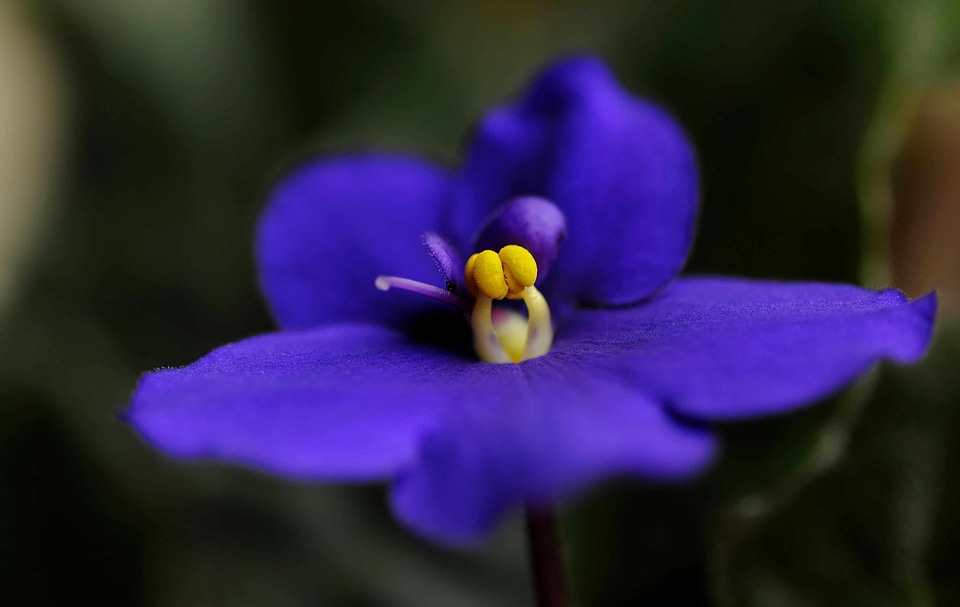 Beautiful Flowers beautiful photo bloom