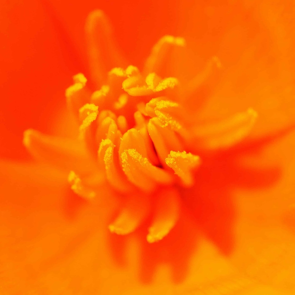 Beautiful Flowers blooming blossom