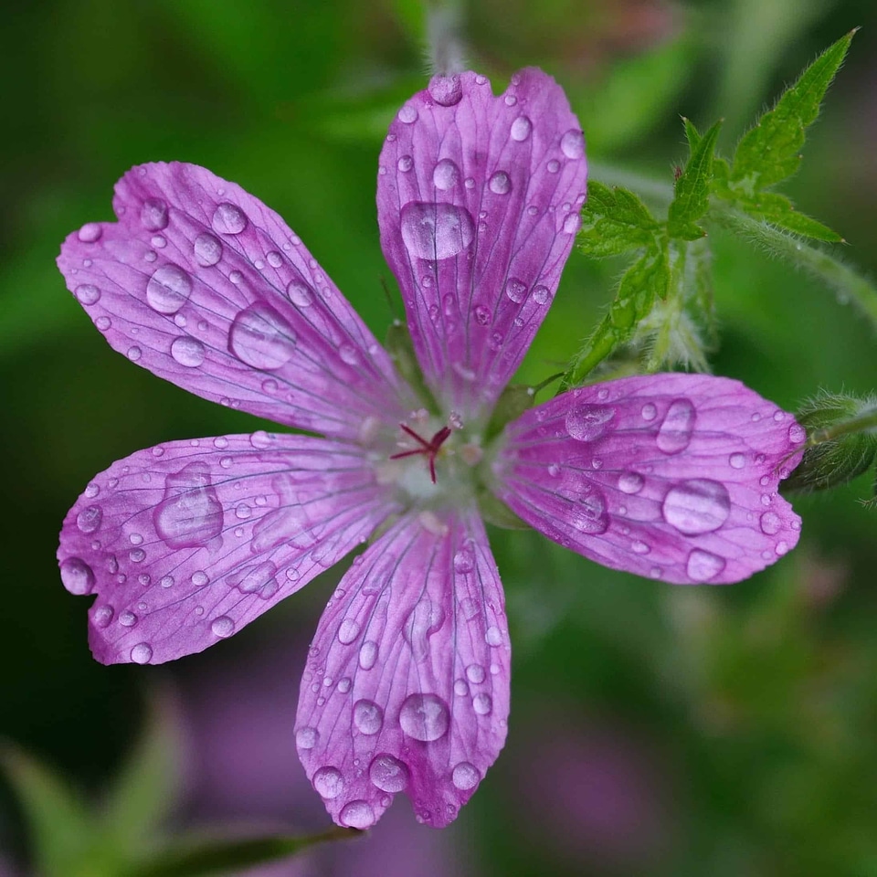 Beautiful Flowers blooming blossom photo