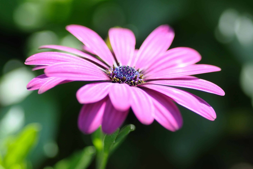 Beautiful beautiful flowers beautiful photo