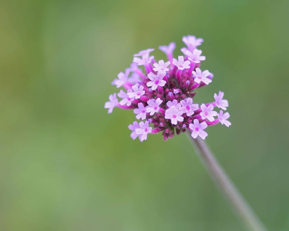 Beautiful Flowers blooming blossom photo