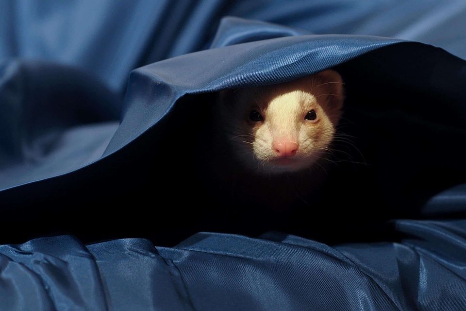 Animal blanket canvas