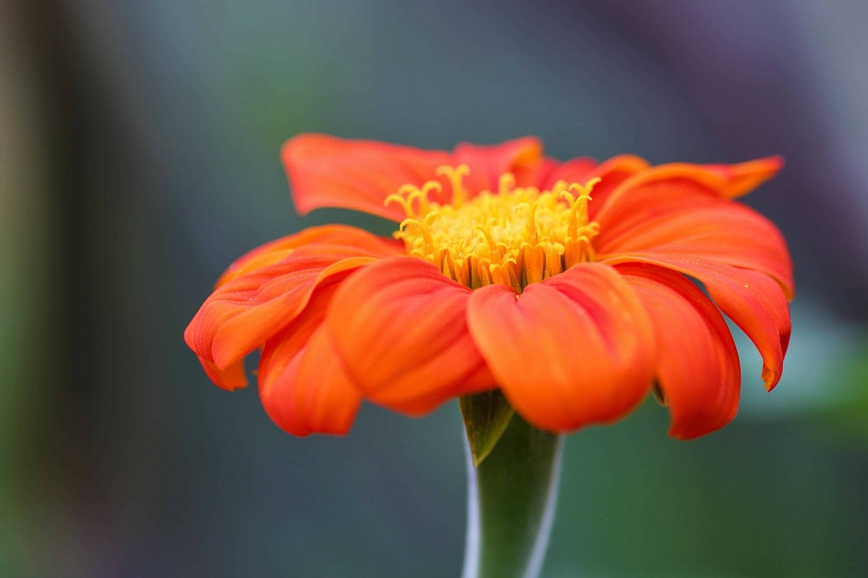 Beautiful Flowers blooming blossom