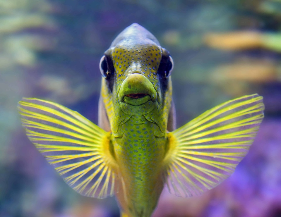 Animal aquarium beautiful photo