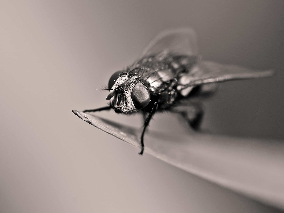 Animal arthropod biology