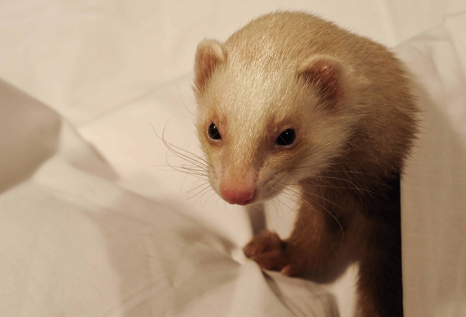 Animal cute fauna