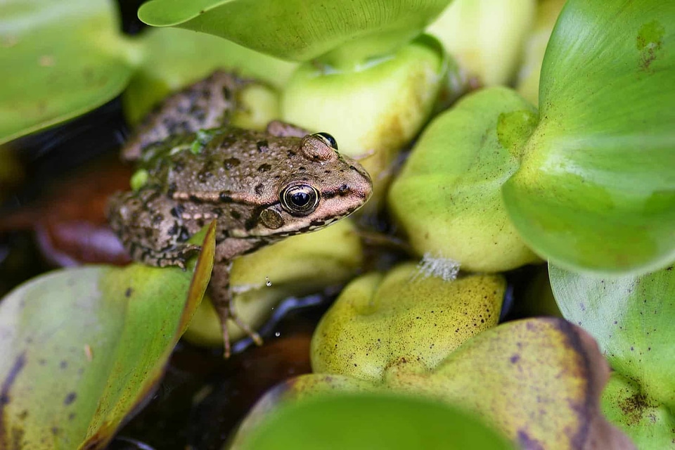 Amphibian animal fauna